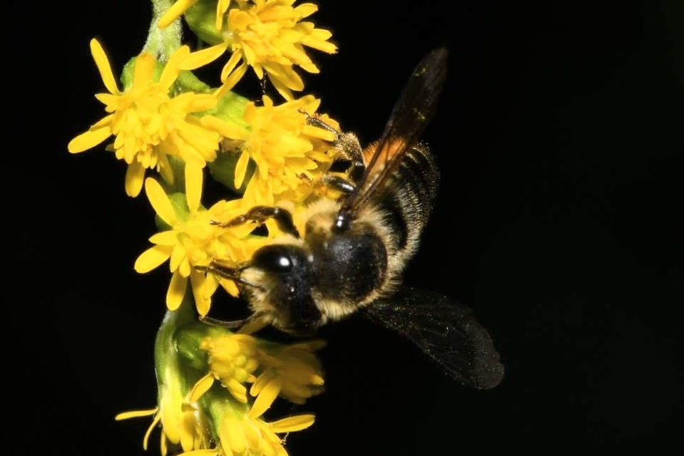 Megachile
