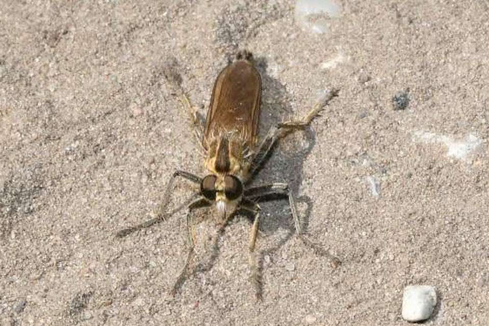 Philonicus albiceps