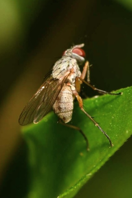 Coenosia