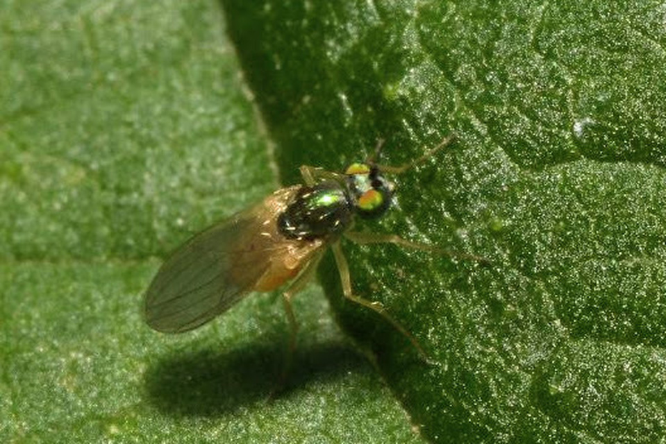 Chrysotimus