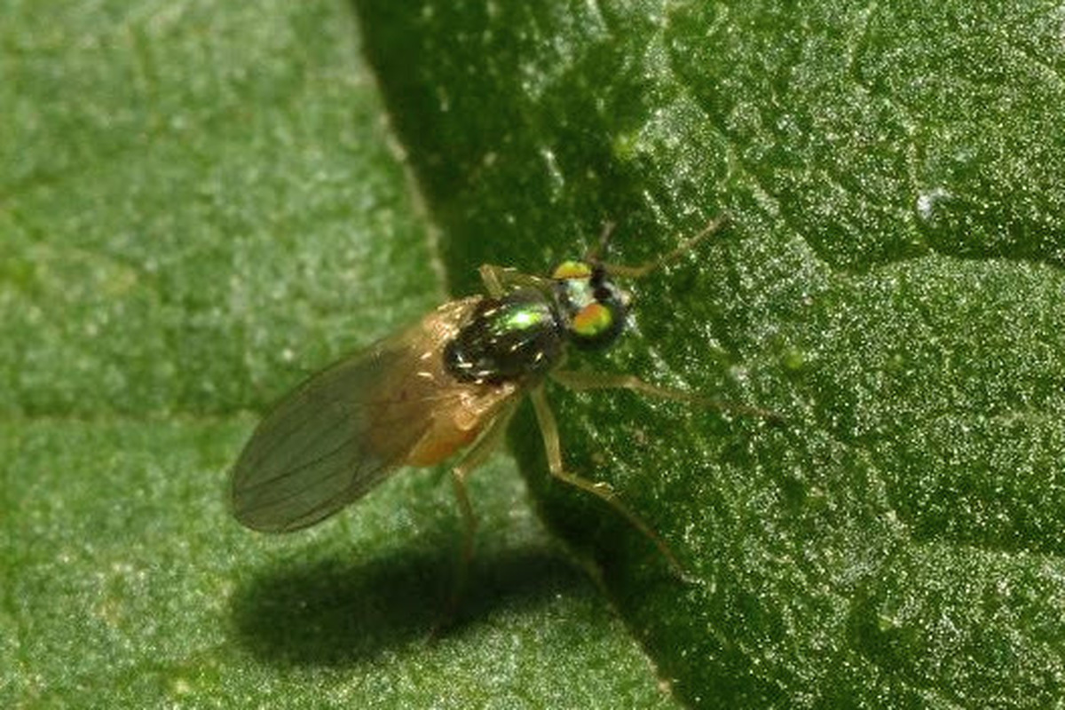 Chrysotimus