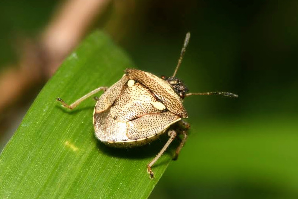 Eysarcoris aeneus - fémes feketefejű-poloska Eysarcoris aeneus - fémes feketefejű-poloska