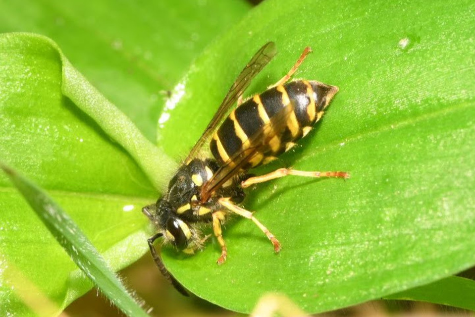 Vespula vulgaris - kecskedarázs