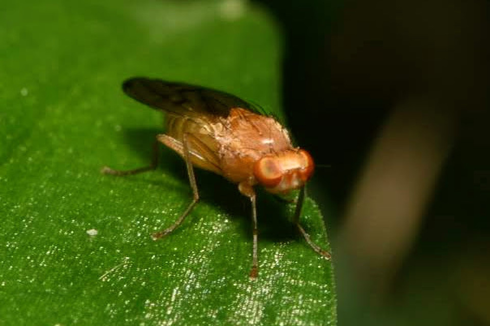 Opomyza florum
