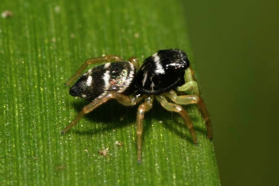 Heliophanus cupreus - rezes ugrópók