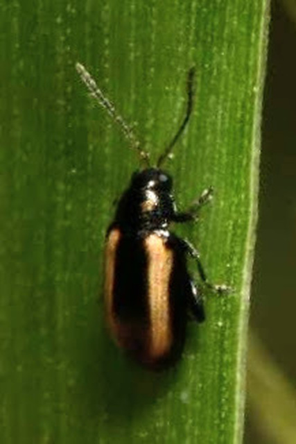 Phyllotreta