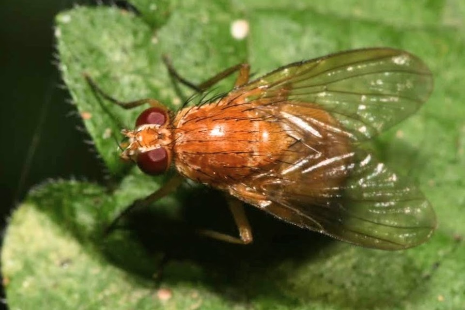 Phaonia pallida