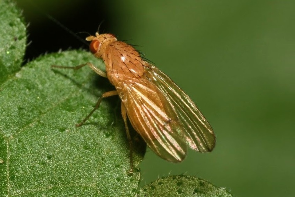 Lauxaniidae - pudvalegyek