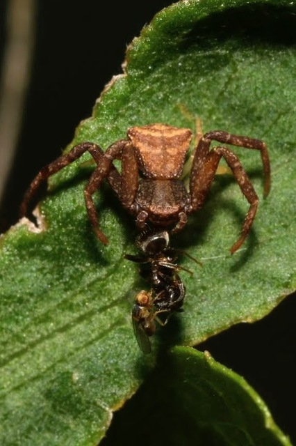 Pistius truncatus - csonka karolópók