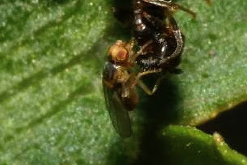 Chloropidae - gabonalegyek