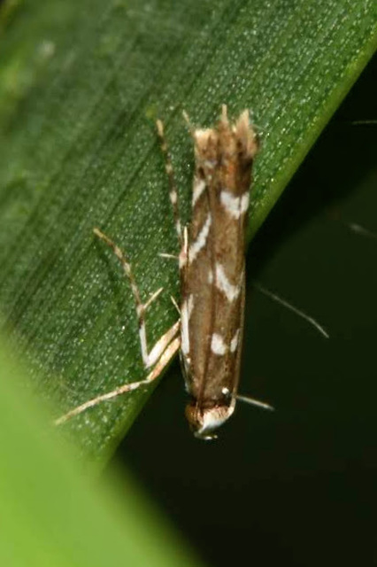 Parectopa robiniella - akáclevél-hólyagosmoly