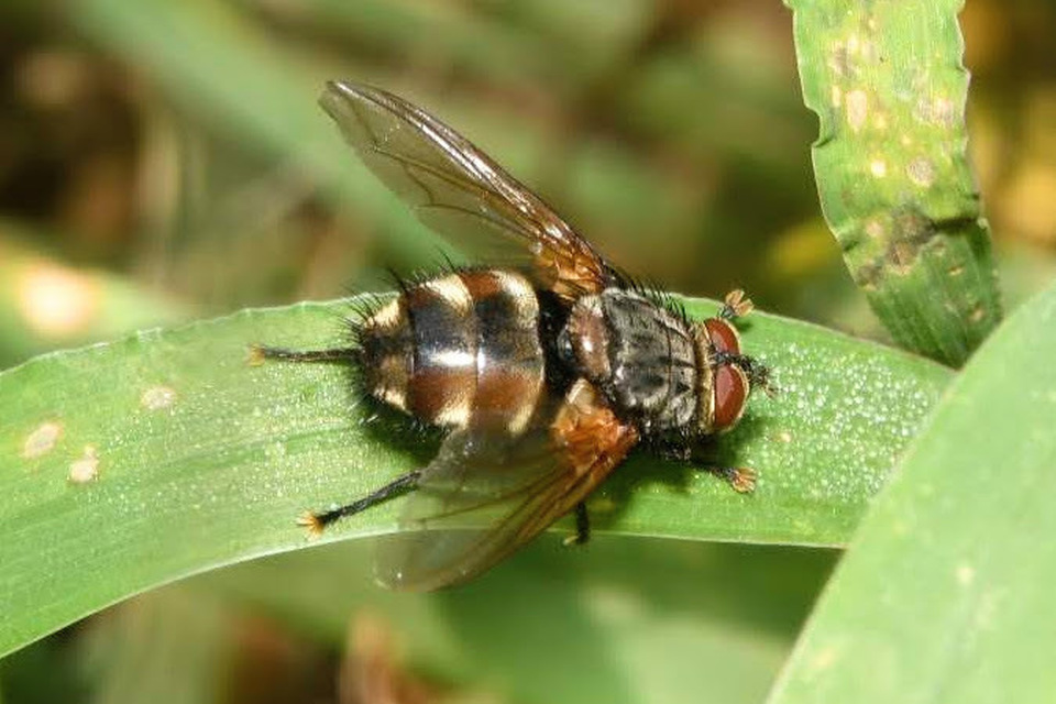 Nemoraea pellucida