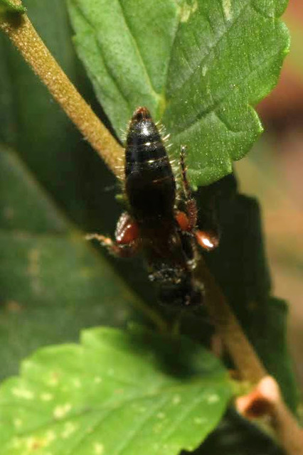 Tiphia femorata