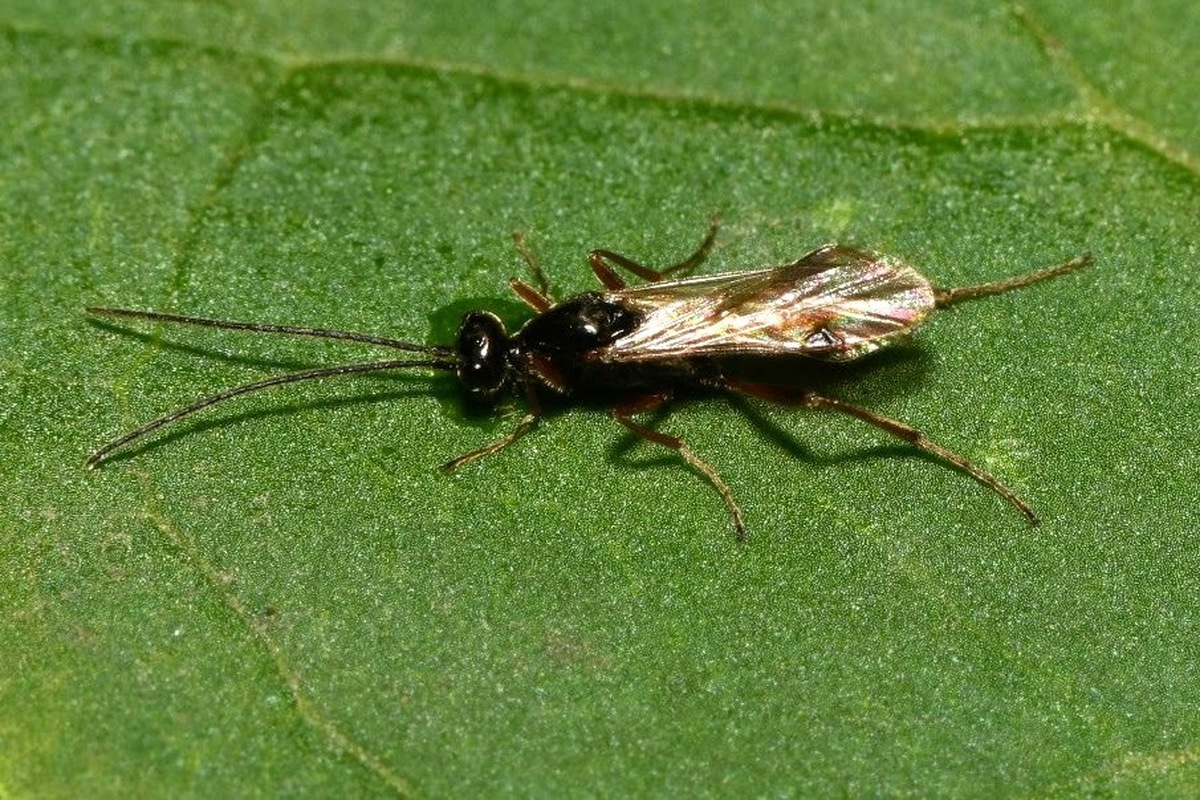 Proctotrupidae - valódi törpefürkészek