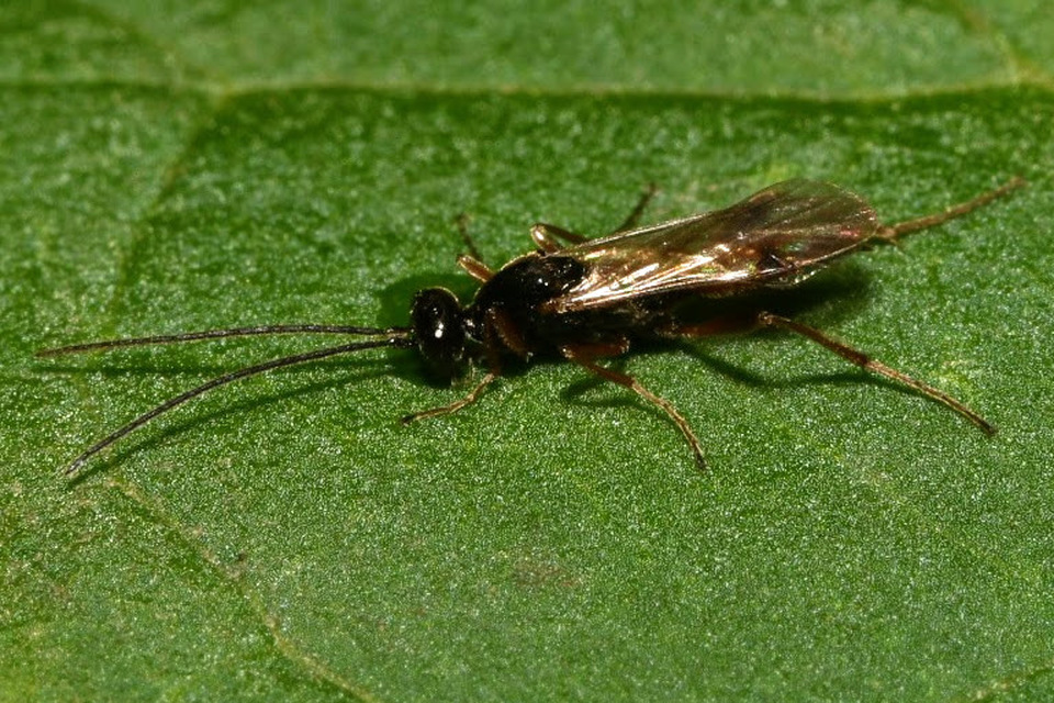 Proctotrupidae - valódi törpefürkészek