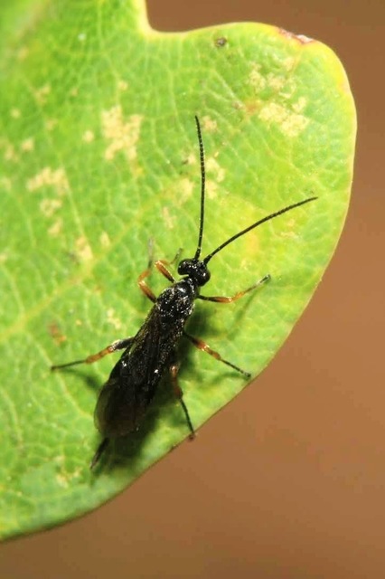 Braconidae - gyilkosfürkészek