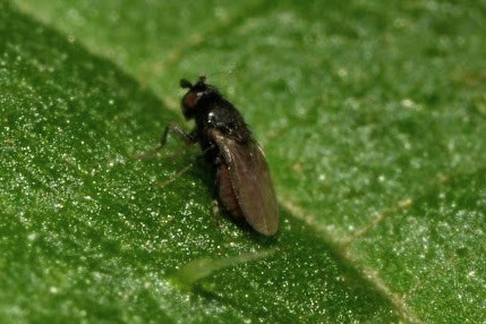 Sphaeroceridae - trágyalegyek