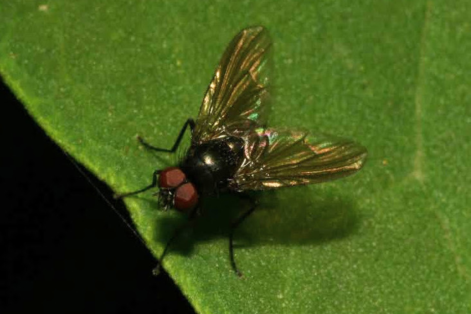 Hydrotaea