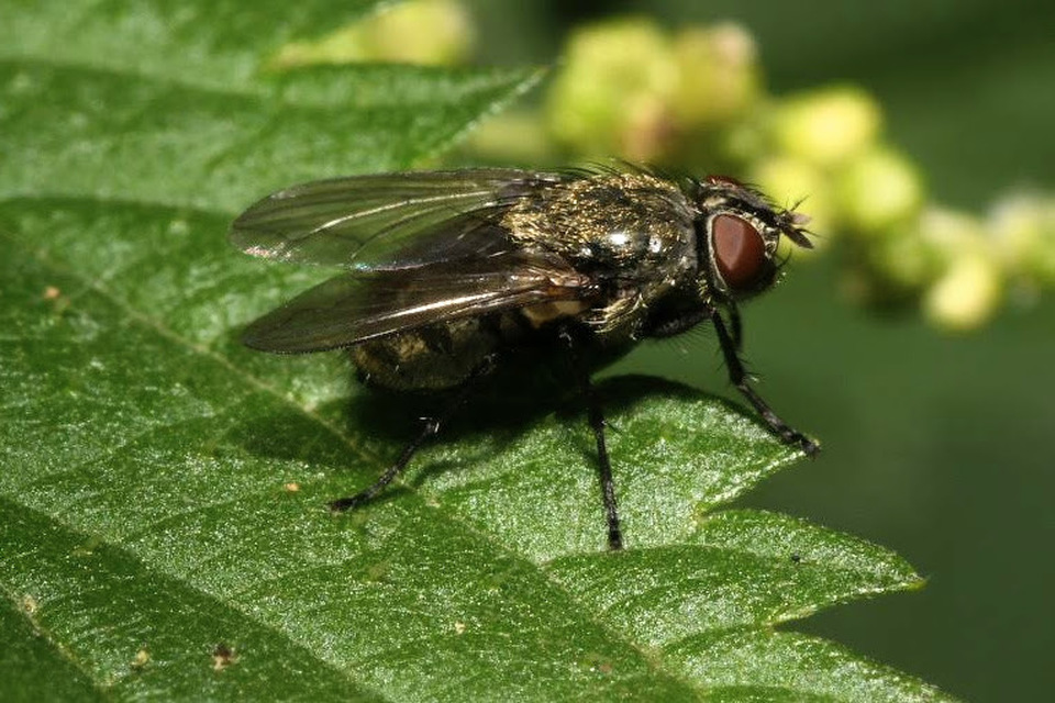 Pollenia