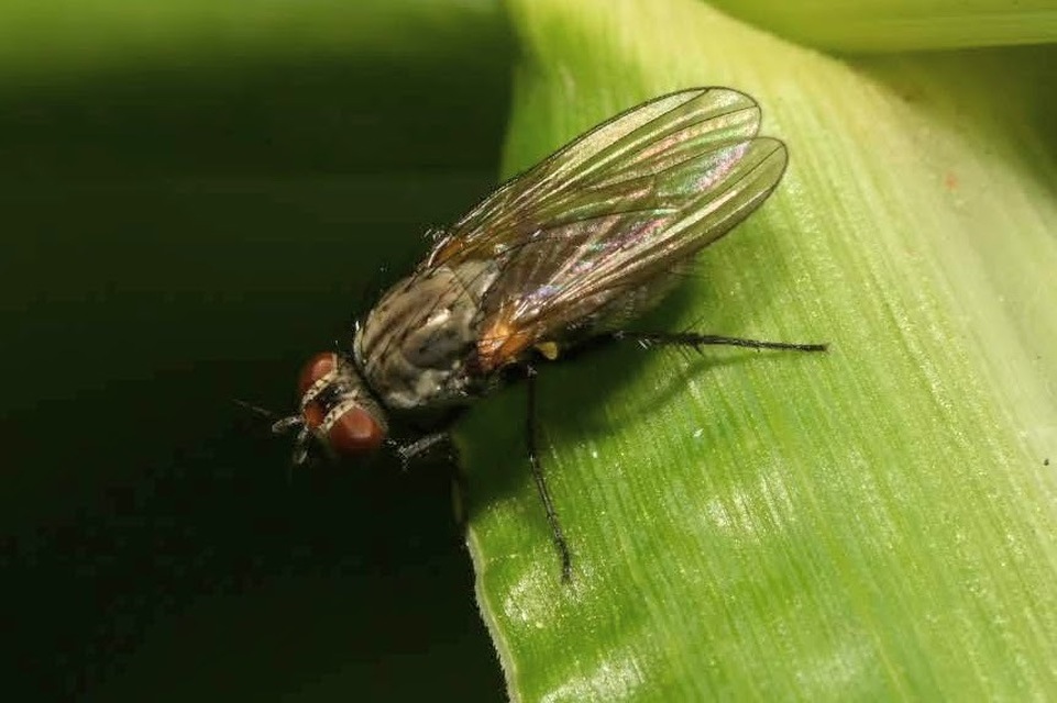 Anthomyiidae - viráglegyek