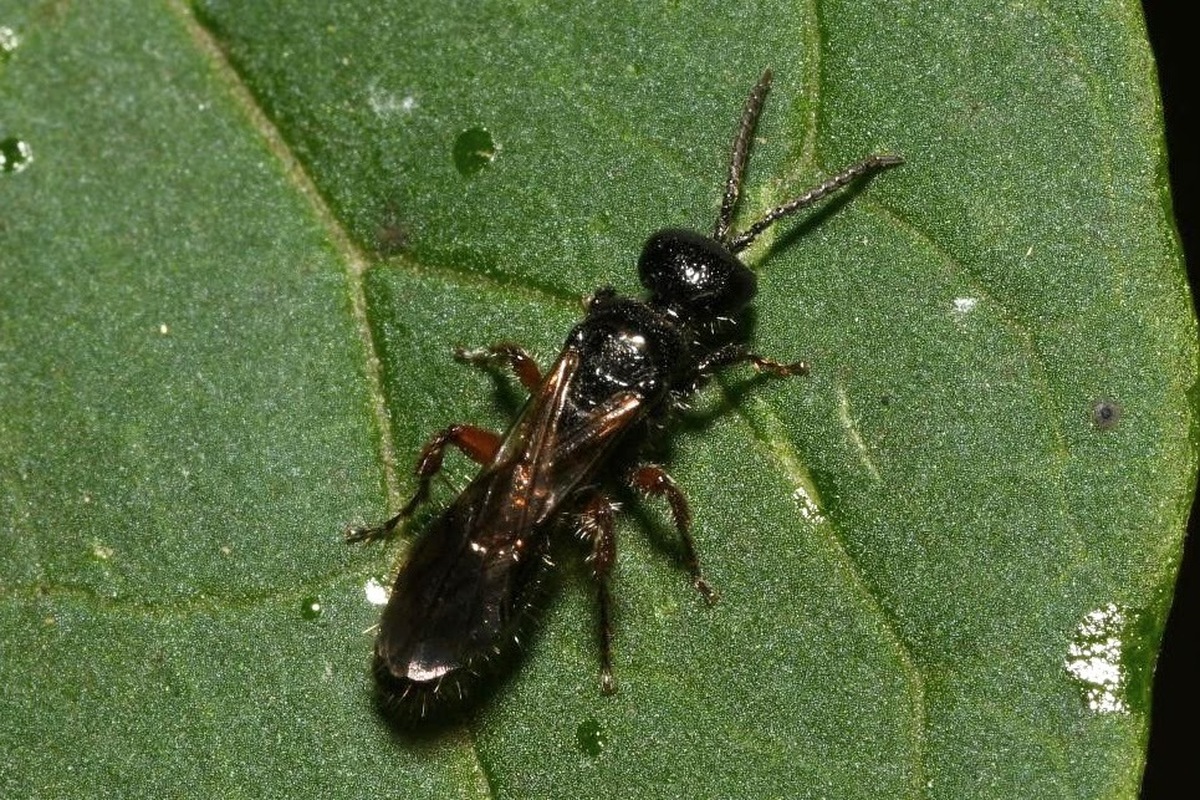 Tiphia femorata
