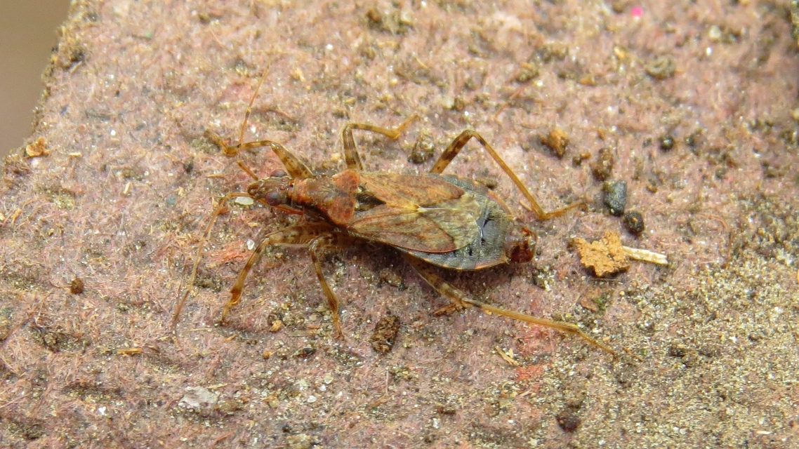 Himacerus mirmicoides - csalán-tolvajpoloska
