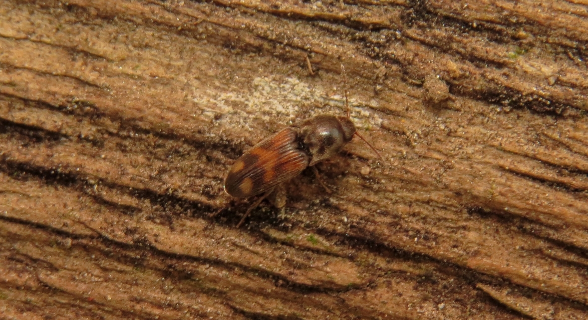 Drasterius bimaculatus - változékony pattanó