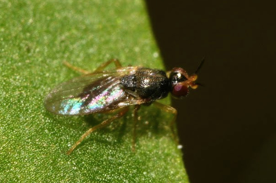 Chloropidae - gabonalegyek