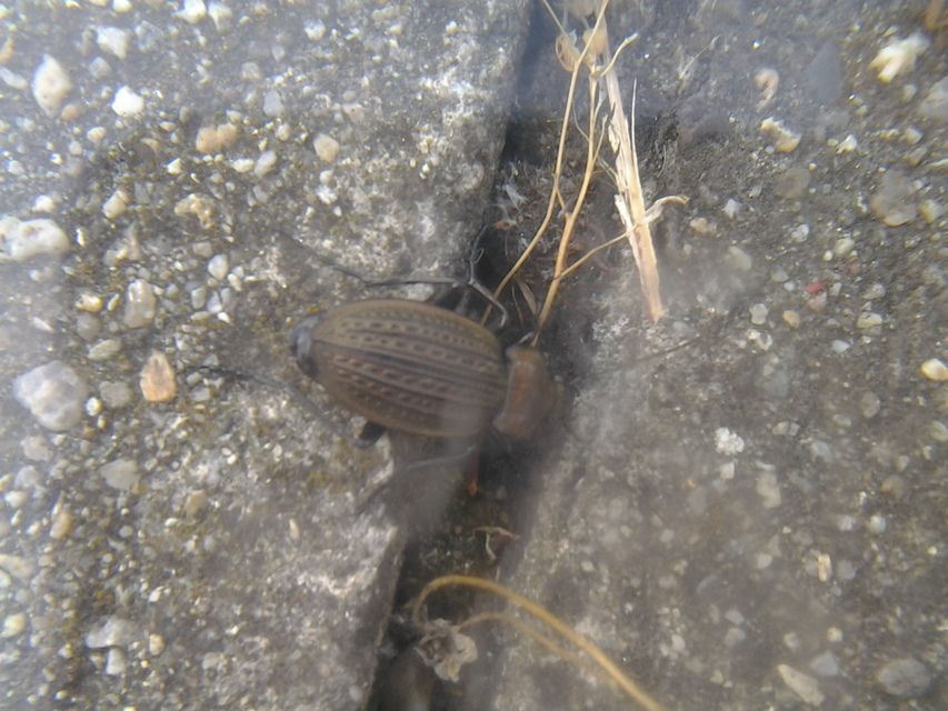 Carabus cancellatus - ragyás futrinka