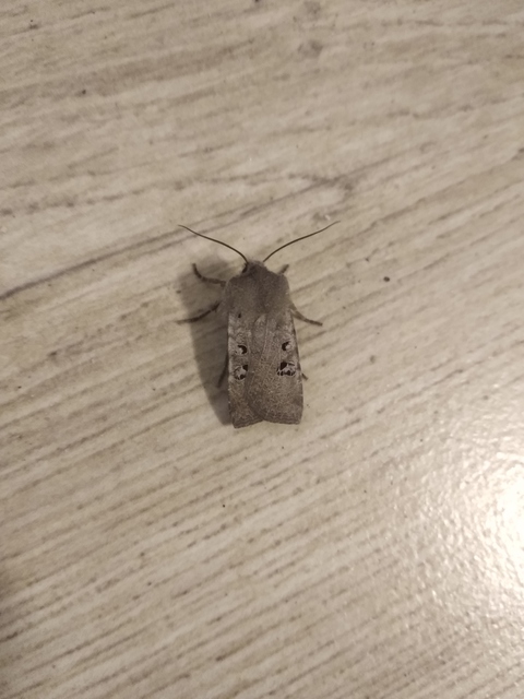 Conistra rubiginosa - szürke télibagoly