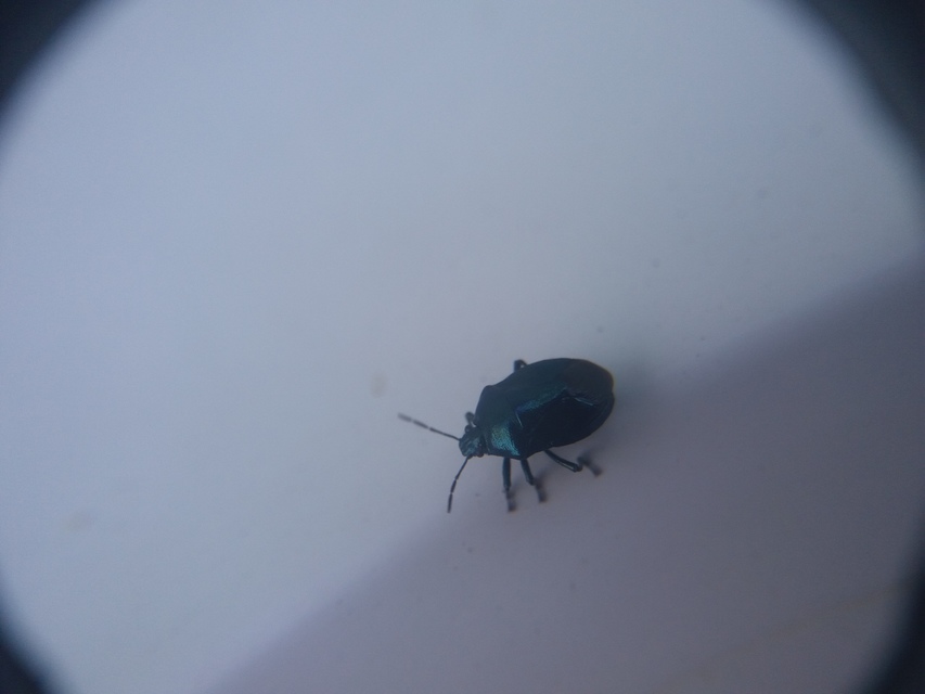 Zicrona caerulea - acélkék poloska Zicrona caerulea - acélkék poloska