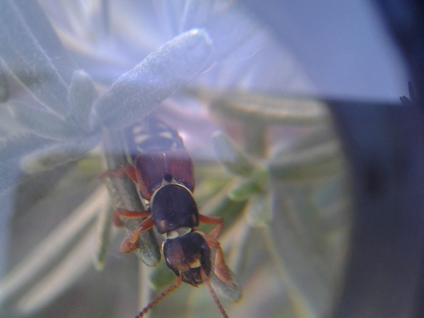 Staphylinus caesareus - aranysujtásos holyva