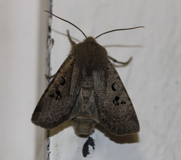 Conistra rubiginosa - szürke télibagoly