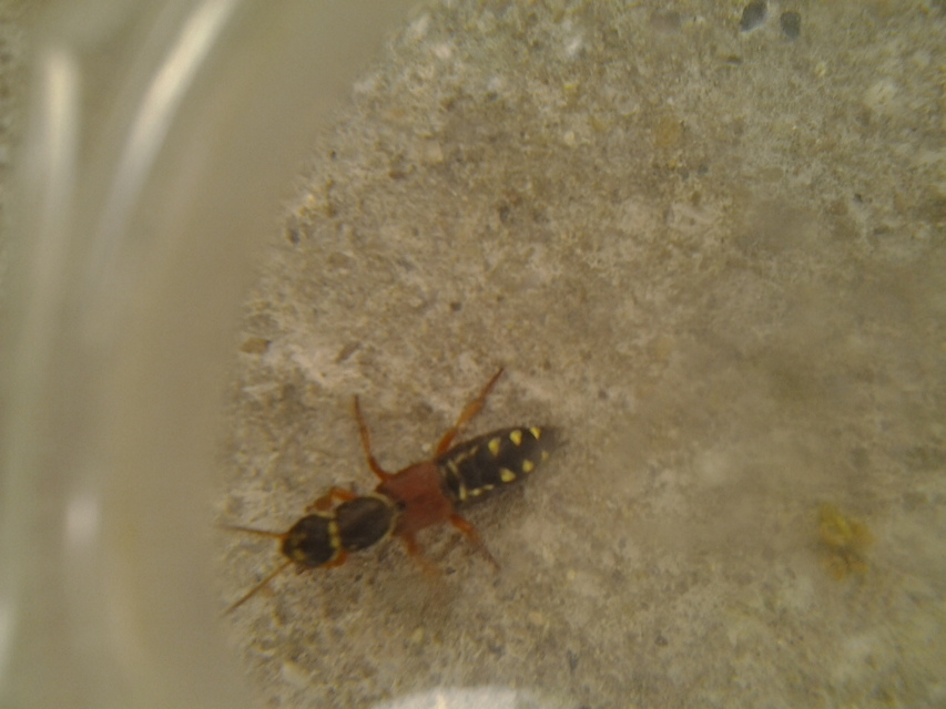 Staphylinus caesareus - aranysujtásos holyva