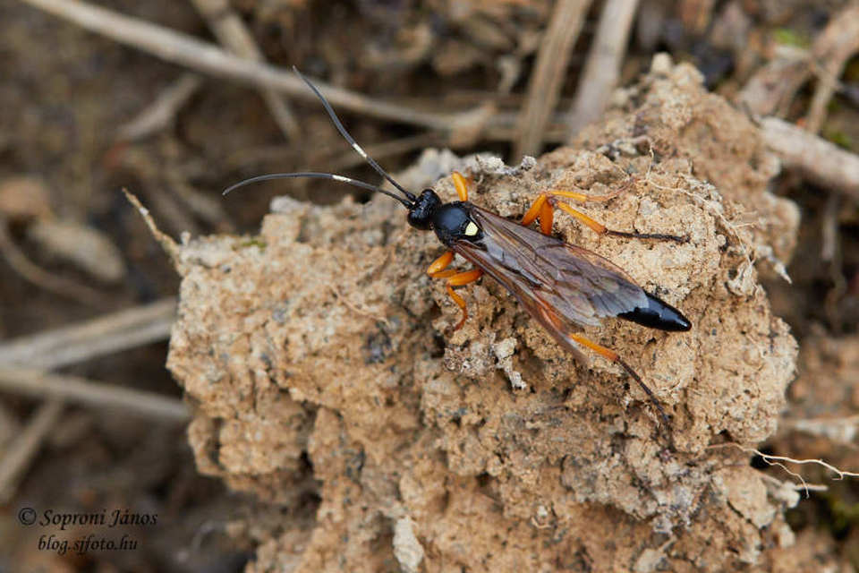 Hymenoptera - Hártyásszárnyúak