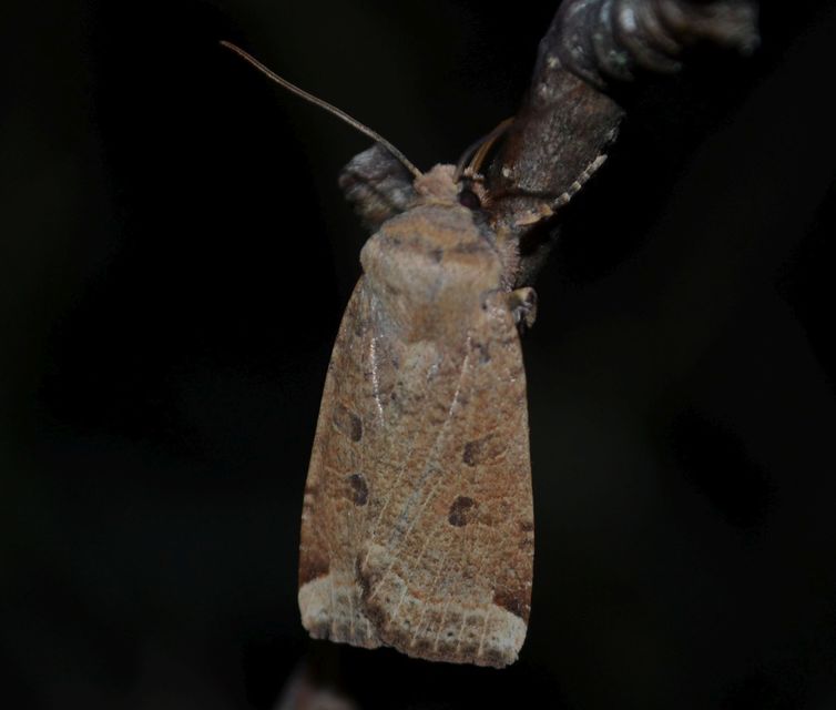 Conistra veronicae - veronika-őszibagoly