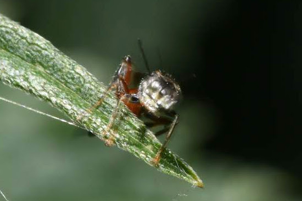 Alysson spinosus