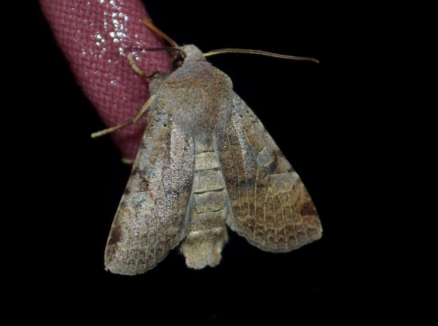 Conistra rubiginosa - szürke télibagoly