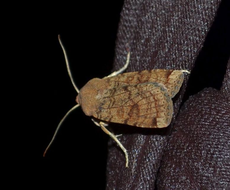 Conistra veronicae - veronika-őszibagoly