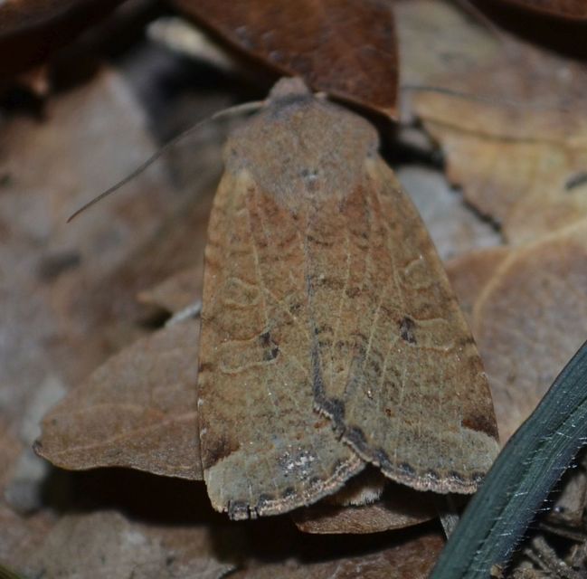 Conistra veronicae - veronika-őszibagoly