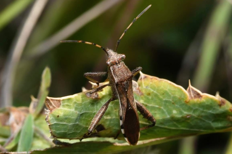 Camptopus lateralis - görbelábú karimáspoloska