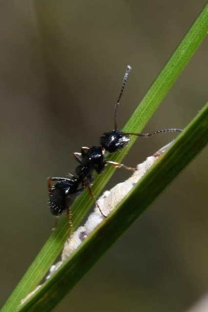 Camponotus piceus - szurkos lóhangya