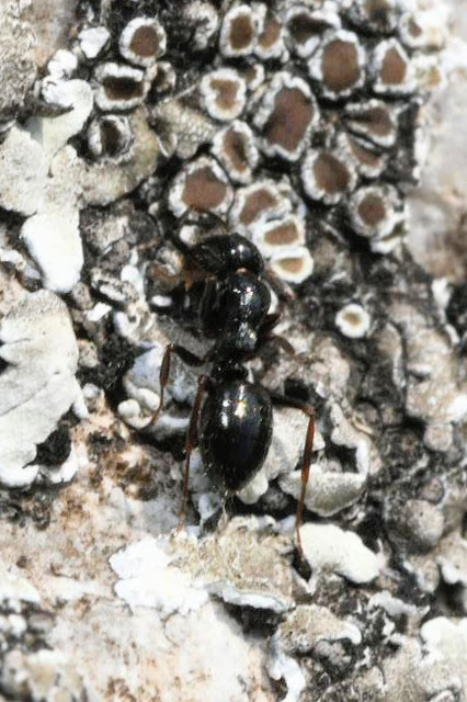 Camponotus piceus - szurkos lóhangya