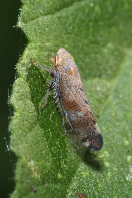 Fieberiella florii