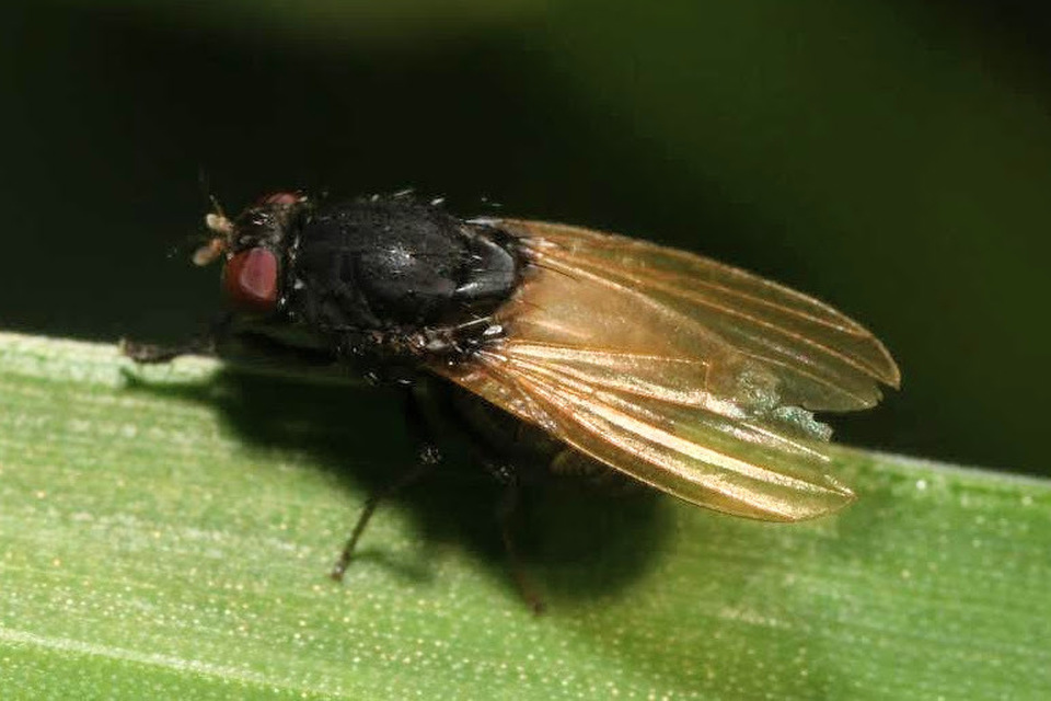 Minettia longipennis
