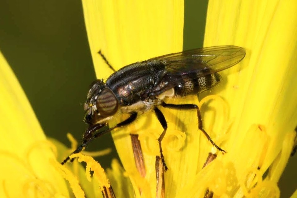 Stomorhina lunata - sáskaparazita légy