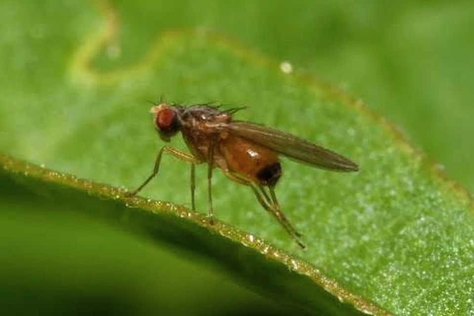 Scaptomyza pallida
