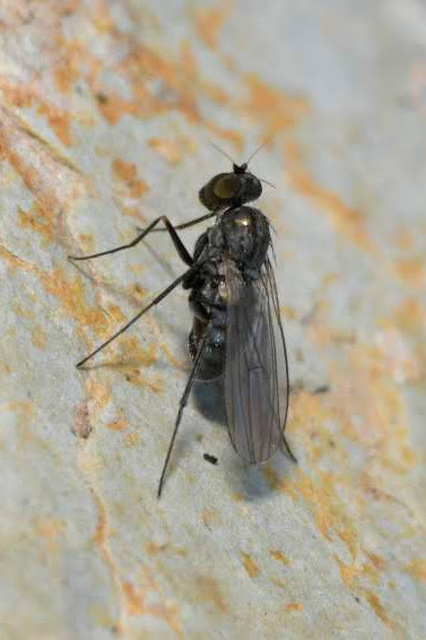 Medetera