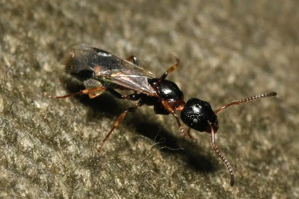 Dolichoderus quadripunctatus - négypettyes erdeihangya