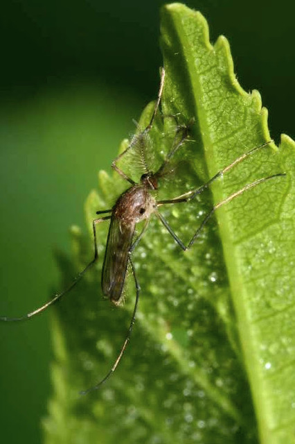 Culicidae - csípőszúnyogok